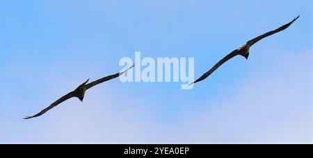 Afrikanischer Bartgeier (Gypaetus barbatus meridionalis) Stockfoto