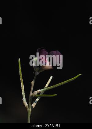 Violette Buschbohne (Macroptilium atropurpureum) Stockfoto
