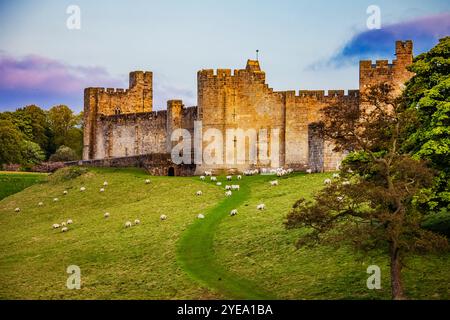 Alnwick Castle mit Schafen, von der Lion Bridge aus gesehen; Alnwick, Northumberland, England Stockfoto