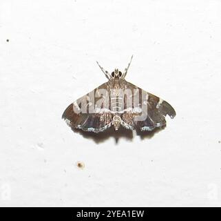 Gefleckte Rüben Webworm Motte (Hymenia perspectalis) Stockfoto