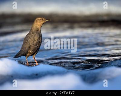 Der amerikanische Dipper (Cinclus mexicanus) hält an einem eisgesäumten Bachufer inne, bevor er wieder in die Jagd nach Nahrung eintaucht; Alaska, Vereinigte Staaten von Amerika Stockfoto