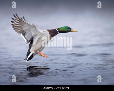 Mallard drake (Anas platyrhynchos) bereitet sich auf die Landung auf einem nicht gefrorenen Abschnitt eines Teichs in Süd-Zentralalaska Mitte des Winters vor. So lange wie Essen und offen... Stockfoto