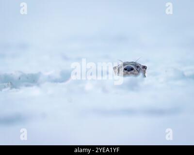 Flussotter (Lutra canadensis) blickt aus einem Eisfischloch auf einem See in der Gegend von Anchorage. Mitglieder der Wiesel-Familie, Otter fangen und essen Forelle, ... Stockfoto