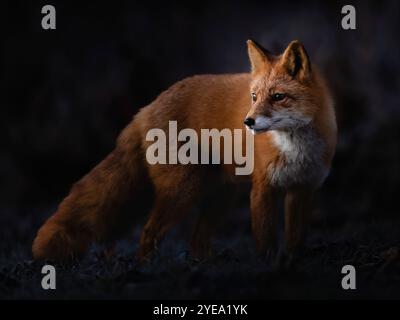 Der Rotfuchs (Vulpes vulpes) hält am frühen Morgen auf der Jagd in SüdzentralAlaska, USA; Anchorage, Alaska, USA Stockfoto