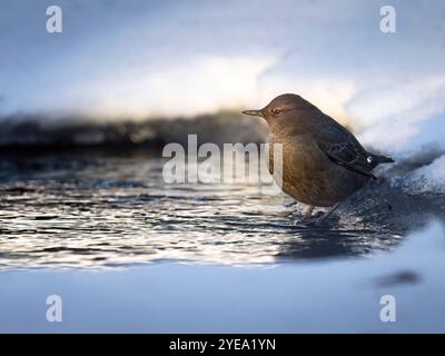 Der amerikanische Dipper (Cinclus mexicanus) hält an einem eisgesäumten Bachufer an, bevor er wieder reinstürzt, um nach Nahrung zu suchen Stockfoto