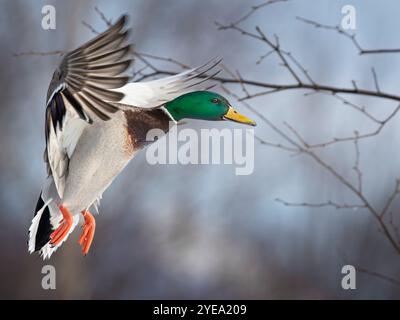 Mallard drake (Anas platyrhynchos) bereitet sich auf die Landung auf einem nicht gefrorenen Abschnitt eines Teichs in Süd-Zentralalaska Mitte des Winters vor. So lange wie Essen und offen... Stockfoto