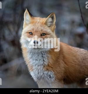 Der Rotfuchs (Vulpes vulpes) hält an einem frostigen Herbstmorgen in SüdzentralAlaska, USA, Anchorage, Alaska, USA Stockfoto