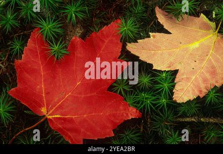 Im Kouchibouguac National Park, New Brunswick, Kanada, liegen herbstfarbene Ahornblätter auf Kiefernnadeln Stockfoto