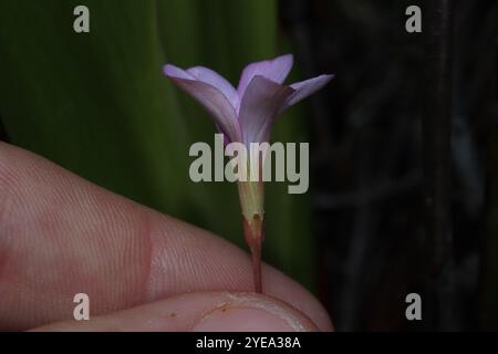 Manyleaf Sauerampfer (Oxalis polyphylla) Stockfoto