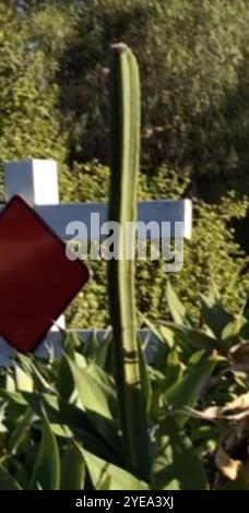 Kugelkakteen, Mondscheinkakteen, Fackelkakteen und Verbündete (Cactoideae) Stockfoto