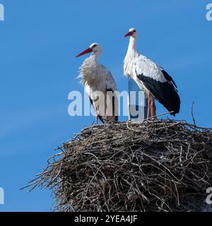 Störche (Ciconia ciconia), die auf einem Nest auf einem Turm vor einem blauen Himmel in Comporta, einer Freguesie und einem Dorf in der Gemeinde Alcacer, thronten... Stockfoto