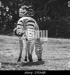 Zebra weidet an einem Straßenrand in einer südlichen Region Portugals; Sao Teotonio, Beja, Portugal Stockfoto