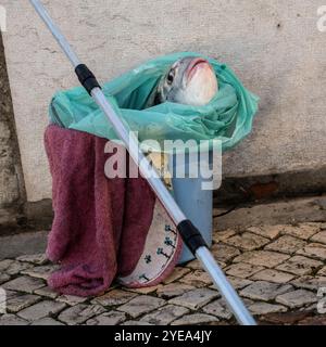 Frisch gefangener Fisch in einem Eimer in Lagos, einer Stadt in der Region Algarve im Süden Portugals. Es ist bekannt für seine ummauerte Altstadt, Klippen und Atlantikstrände Stockfoto