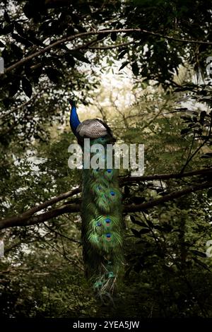 pfau sitzt auf einem Baum Stockfoto