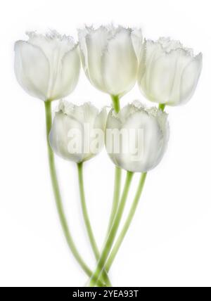 Fünf weiße Tulpen mit grünen Stielen auf weißem Hintergrund; Studio Stockfoto