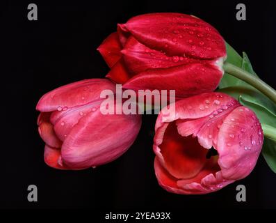 Drei rote Tulpen (Tulipa) mit Wassertropfen auf schwarzem Hintergrund; Studio Stockfoto