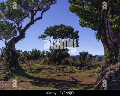 Vereda do Fanal, ein wunderschönes Wandergebiet auf der Insel Madeira, Portugal; Seixal, Madeira, Portugal Stockfoto