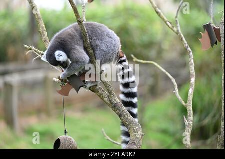 RingelschwanzLemuren (Waldgeister) genießen Kartoffelpüree gefüllt mit Fledermaus-Puzzle-Feedern . Stockfoto