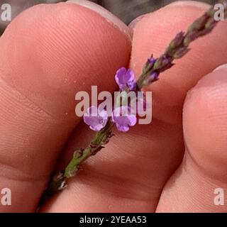 Texanisches Eisenkraut (Verbena halei) Stockfoto