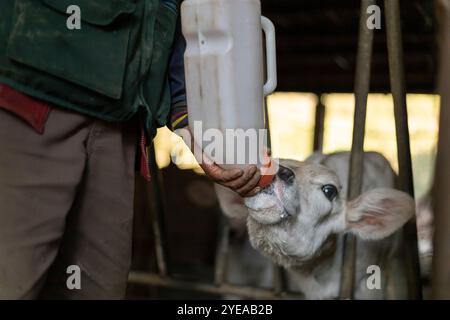 Mann, der Kälber mit einer Flasche Milch füttert, ländliche Szene in Peru Stockfoto