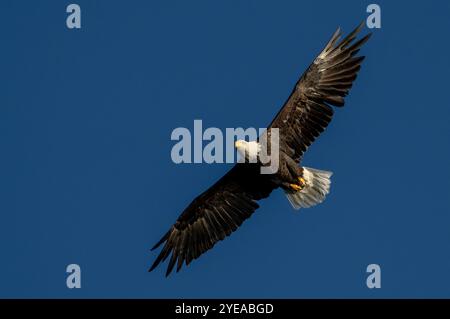 Nahaufnahme eines erwachsenen Weißkopfseeadlers, der gegen einen tiefblauen Himmel fliegt Stockfoto