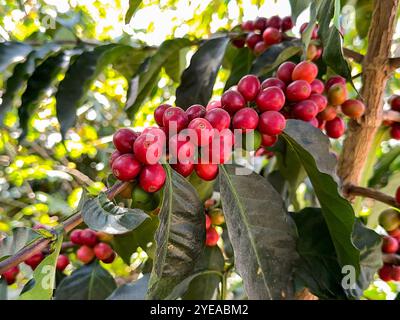 Reife rote Kaffeebohnen auf einer Plantage in Mittelamerika Stockfoto