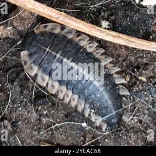 Margenhandel AAS Käfer (Oiceoptoma Noveboracense) Stockfoto