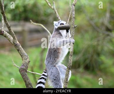 RingelschwanzLemuren (Waldgeister) genießen Kartoffelpüree gefüllt mit Fledermaus-Puzzle-Feedern . Stockfoto