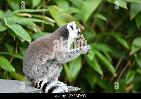 RingelschwanzLemuren (Waldgeister) genießen Kartoffelpüree gefüllt mit Fledermaus-Puzzle-Feedern . Stockfoto