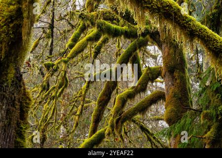 Moosbedeckte Baumarme in einem Regenwald in British Columbia, Kanada; Port Alberni, British Columbia, Kanada Stockfoto