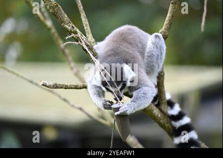 RingelschwanzLemuren (Waldgeister) genießen Kartoffelpüree gefüllt mit Fledermaus-Puzzle-Feedern . Stockfoto