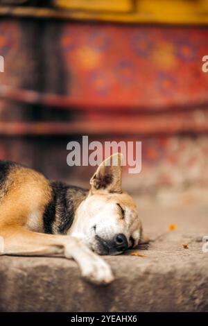 Hund schlaft auf einem BetonGehweg in Varanasi, Indien; Varanasi, Uttar Pradesh, Indien Stockfoto