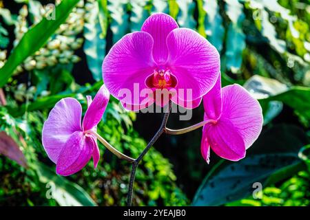 Nahaufnahme schöner, fuchsiafarbener Mottenorchiden (Phalaenopsis), die in einem Garten wachsen; Linwood, New Jersey, USA Stockfoto