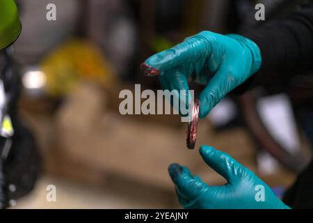 Nahaufnahme einer Hand mit Latexhandschuhen, die eine Fahrradkopfwaschmaschine halten Stockfoto
