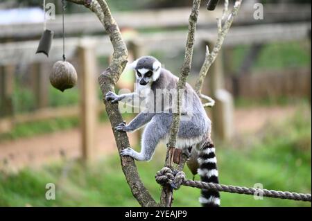 RingelschwanzLemuren (Waldgeister) genießen Kartoffelpüree gefüllt mit Fledermaus-Puzzle-Feedern . Stockfoto