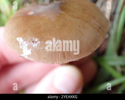Austral-Honigpilz (Armillaria novae-zelandiae) Stockfoto