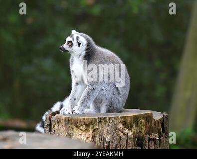 RingelschwanzLemuren (Waldgeister) genießen Kartoffelpüree gefüllt mit Fledermaus-Puzzle-Feedern . Stockfoto