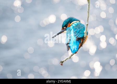 Ein gewöhnlicher eisvogel, der auf einem Ast vor Bokeh-Hintergrund thront, Großbritannien. Stockfoto