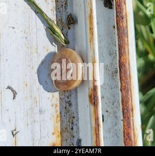 Erdbeerschnecke (Trochulus striolatus) Stockfoto