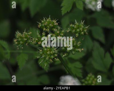 Java-Wassertropfkraut (Oenanthe javanica) Stockfoto