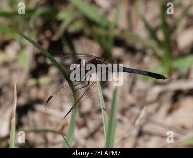 Little Blue Dragonlet (Erythrodiplax minuscula) Stockfoto