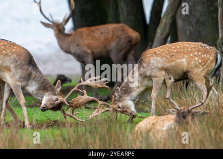 Zwei europäische Damhirsche (Dama dama) Böcke / Männchen kämpfen, indem sie Geweihe am Seeufer während der Herbstrute im Oktober sperren Stockfoto