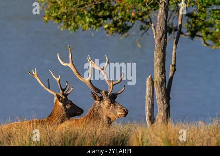 Zwei Hirschhirsche (Cervus elaphus) mit großen Geweihen, die im Grasland am Seeufer während der Furche im Herbst/Herbst ruhen Stockfoto