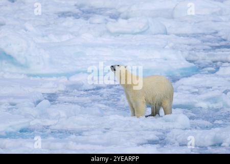 Einsamer Eisbär (Ursus maritimus) jagt auf Packeis / Treibeis im Arktischen Ozean entlang der Svalbardküste, Spitzbergen, Norwegen Stockfoto