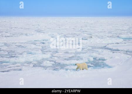 Einsamer Eisbär (Ursus maritimus) jagt auf Packeis / Treibeis im Arktischen Ozean entlang der Svalbardküste, Spitzbergen, Norwegen Stockfoto