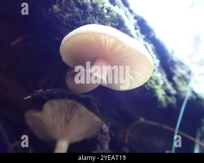 Austral-Honigpilz (Armillaria novae-zelandiae) Stockfoto