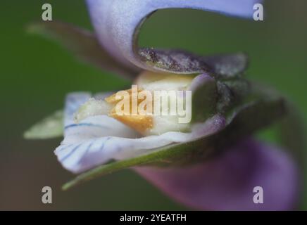 Labrador violett (Viola labradorica) Stockfoto