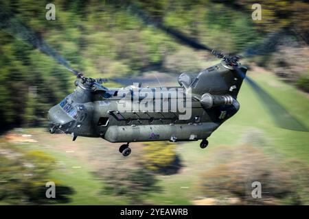 RAF Boeing Chinook auf niedrigem Niveau fliegt in der Machschleife. Stockfoto