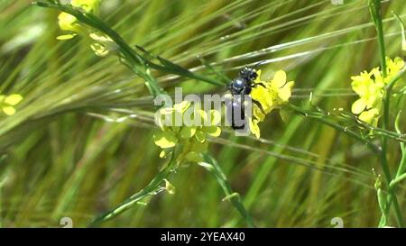 Violettgeflügelte Bergbaubiene (Andrena agilissima) Stockfoto