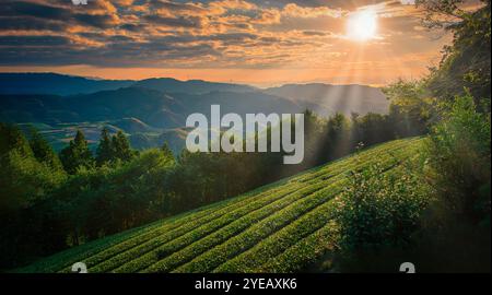 Mt. Fuji mit grünem Tee Feld bei Sonnenaufgang in Shizuoka, Japan. Stockfoto